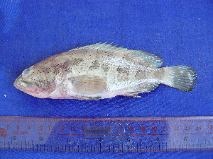  (Epinephelus amblycephalus - SA8JZ064)  @13 [ ] Unspecified (default): All Rights Reserved  Unspecified Unspecified