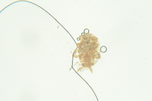  ( - PB_10-8-22_4_GP35)  @11 [ ] CreativeCommons - Attribution Non-Commercial Share-Alike (2023) Unspecified University of Guelph