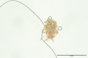  ( - PB_10-8-22_4_GP35)  @11 [ ] CreativeCommons - Attribution Non-Commercial Share-Alike (2023) Unspecified University of Guelph