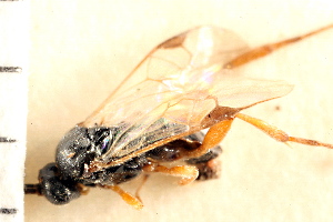  ( - CGTURK-0029)  @11 [ ] CreativeCommons - Attribution (2008) CBG Photography Group Centre for Biodiversity Genomics