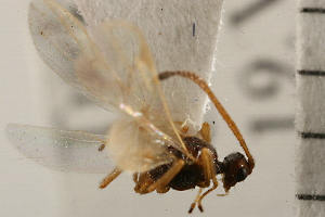  ( - CGTURK-0124)  @12 [ ] CreativeCommons - Attribution (2008) CBG Photography Group Centre for Biodiversity Genomics