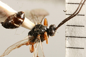  (Centistes nasutus - CGTURK-0125.FAIL1)  @11 [ ] CreativeCommons - Attribution (2008) CBG Photography Group Centre for Biodiversity Genomics