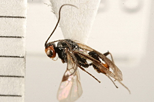  ( - CGTURK-0143.FAIL1)  @12 [ ] CreativeCommons - Attribution (2008) CBG Photography Group Centre for Biodiversity Genomics