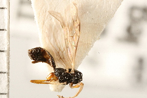  ( - CGTURK-0167)  @11 [ ] CreativeCommons - Attribution (2008) CBG Photography Group Centre for Biodiversity Genomics