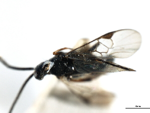  (Cotesia coryphe - CGTURK-0433)  @12 [ ] CreativeCommons - Attribution (2009) CBG Photography Group Centre for Biodiversity Genomics