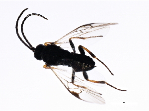  (Cotesia cuprea - CGTURK-1294)  @14 [ ] CreativeCommons - Attribution (2009) CBG Photography Group Centre for Biodiversity Genomics