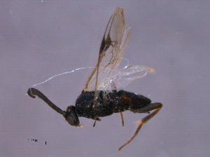  (Cotesia numen - CGTURK-1533)  @12 [ ] CreativeCommons - Attribution (2009) CBG Photography Group Centre for Biodiversity Genomics