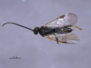  (Cotesia zygaenarum - CGTURK-1590)  @13 [ ] CreativeCommons - Attribution (2009) CBG Photography Group Centre for Biodiversity Genomics