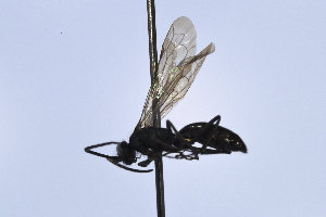  (Priocnemis nigripes - UUPomp_193)  @11 [ ] CreativeCommons - Attribution Share-Alike (2025) Jeremy Blaschke Union University