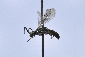  ( - UUPomp_195)  @11 [ ] CreativeCommons - Attribution Share-Alike (2025) Jeremy Blaschke Union University