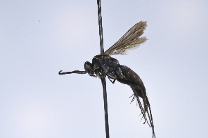  ( - UUPomp_217)  @11 [ ] CreativeCommons - Attribution Share-Alike (2025) Unspecified Union University