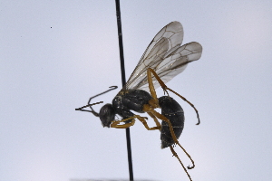  (Priocnemis cf. scitula - UUPomp_248)  @11 [ ] CreativeCommons - Attribution Share-Alike (2025) Unspecified Union University