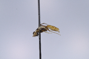  ( - UUPomp_238)  @11 [ ] CreativeCommons - Attribution Share-Alike (2025) Unspecified Union University