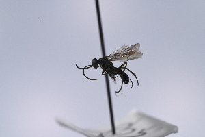  ( - UUPomp_240)  @11 [ ] CreativeCommons - Attribution Share-Alike (2025) Unspecified Union University