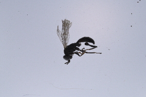  ( - UUPomp_242)  @11 [ ] CreativeCommons - Attribution Share-Alike (2025) Unspecified Union University