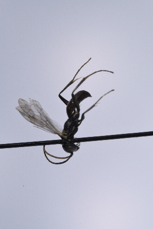  ( - UUPomp_245)  @11 [ ] CreativeCommons - Attribution Share-Alike (2025) Unspecified Union University