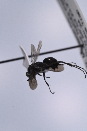  ( - UUPomp_246)  @11 [ ] CreativeCommons - Attribution Share-Alike (2025) Unspecified Union University