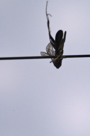  ( - UUPomp_249)  @11 [ ] CreativeCommons - Attribution Share-Alike (2025) Unspecified Union University