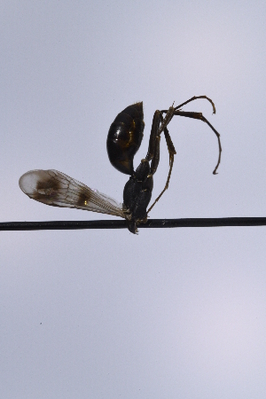  (Priocnemis hestia - UUPomp_251)  @11 [ ] CreativeCommons - Attribution Share-Alike (2025) Unspecified Union University