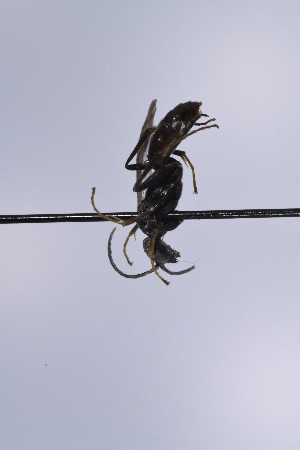  ( - UUPomp_255)  @11 [ ] CreativeCommons - Attribution Share-Alike (2025) Unspecified Union University