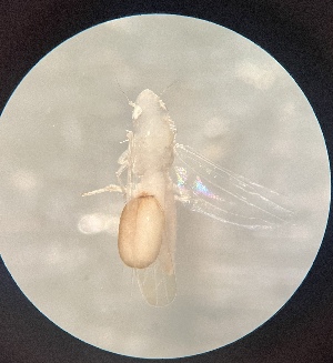  (Erythridula hamata - MRR_01_Host)  @11 [ ] Copyright (2025) Jeremy Blaschke Union University