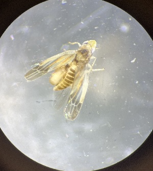  (Erythridula parvispicata - MRR_32_Host)  @11 [ ] Copyright (2025) Jeremy Blaschke Union University