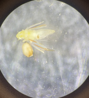  (Erythridula penelutea - MRR_48_Host)  @11 [ ] Copyright (2025) Jeremy Blaschke Union University