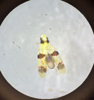  (Erythroneura calycula - MRR_49_Host)  @11 [ ] Copyright (2025) Jeremy Blaschke Union University
