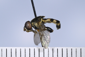  (Tropidia albistylum - UUINV2020PT_4)  @11 [ ] Copyright (2022) Jeremy Blaschke Union University