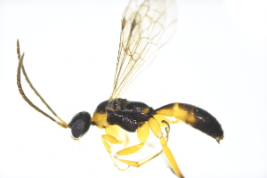  ( - UUINV2022WM56)  @11 [ ] Copyright (2022) Jeremy Blaschke Union University