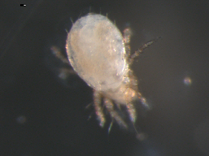  ( - 08DPMIT-0603)  @13 [ ] CreativeCommons - Attribution (2010) CBG Photography Group Centre for Biodiversity Genomics
