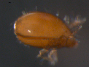  ( - 08DPMIT-0625)  @13 [ ] CreativeCommons - Attribution (2010) CBG Photography Group Centre for Biodiversity Genomics