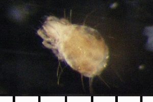  ( - 08DPMIT-0285)  @13 [ ] CreativeCommons - Attribution (2010) CBG Photography Group Centre for Biodiversity Genomics