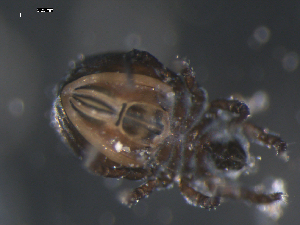  ( - 08DPMIT-0491)  @13 [ ] CreativeCommons - Attribution (2010) CBG Photography Group Centre for Biodiversity Genomics