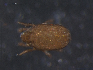  ( - DPMIT-25-60)  @12 [ ] CreativeCommons - Attribution (2010) CBG Photography Group Centre for Biodiversity Genomics