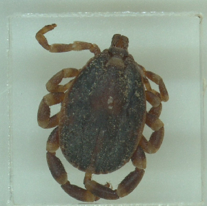  ( - NMNH-2022-016-B08)  @11 [ ] No Rights Reserved (2022) Yvonne Linton Smithsonian Institution National Museum of Natural History