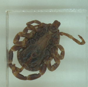  ( - NMNH-2022-016-B08)  @11 [ ] No Rights Reserved (2022) Yvonne Linton Smithsonian Institution National Museum of Natural History