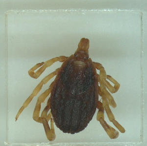  ( - NMNH-2022-016-H05)  @11 [ ] No Rights Reserved (2022) Yvonne Linton Smithsonian Institution National Museum of Natural History
