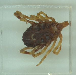  ( - NMNH-2022-016-H05)  @11 [ ] No Rights Reserved (2022) Yvonne Linton Smithsonian Institution National Museum of Natural History