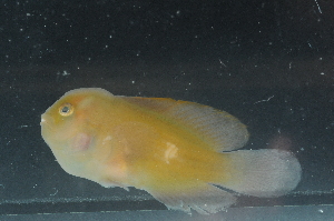  (Gobiodon micropus - CHA23_015)  @11 [ ] Unspecified (default): All Rights Reserved  Unspecified Unspecified