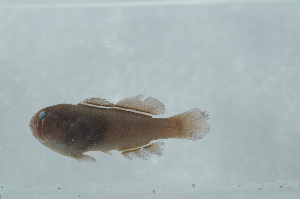  (Gobiodon albolineatus - CHA23_492)  @11 [ ] Unspecified (default): All Rights Reserved  Unspecified Unspecified