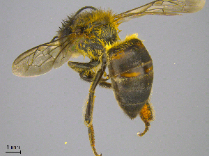  (Apis mellifera capensis - JTT1_A1)  @11 [ ] by-sa (2022) Unspecified South African National Biodiversity Institute