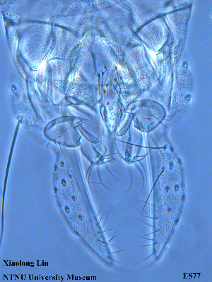  ( - ES77)  @11 [ ] CreativeCommons - Attribution Non-Commercial Share-Alike (2015) NTNU University Museum, Department of Natural History NTNU University Museum, Department of Natural History