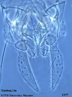  ( - ES77)  @11 [ ] CreativeCommons - Attribution Non-Commercial Share-Alike (2015) NTNU University Museum, Department of Natural History NTNU University Museum, Department of Natural History