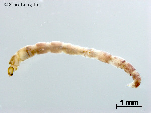  (Rheocricotopus sp. 17XL - CHLA564)  @11 [ ] CreativeCommons-Attribution Non-Commercial Share-Alike (2020) Xiaolong Lin Nankai University, College of Life Sciences