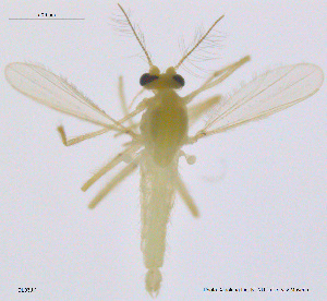  (Rheotanytarsus diaoluoensis - DL03)  @11 [ ] CreativeCommons - Attribution Non-Commercial Share-Alike (2018) Xiaolong Lin College of Life Sciences, Nankai University