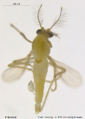 (Rheotanytarsus oss - MHMA02)  @11 [ ] CreativeCommons - Attribution Non-Commercial Share-Alike (2018) Xiaolong Lin College of Life Sciences, Nankai University