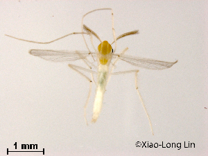  (Rheotanytarsus sp. 20XL - XL1016)  @11 [ ] CreativeCommons-Attribution Non-Commercial Share-Alike (2020) Xiaolong Lin Nankai University, College of Life Sciences