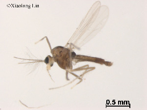  ( - XL1030)  @11 [ ] CreativeCommons - Attribution Non-Commercial Share-Alike (2019) Xiaolong Lin College of Life Sciences, Nankai University