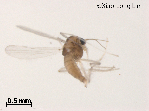  ( - XL1031)  @11 [ ] CreativeCommons-Attribution Non-Commercial Share-Alike (2020) Xiaolong Lin Nankai University, College of Life Sciences